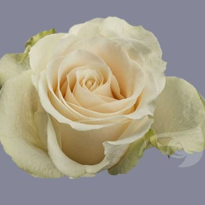 IMPORT Rose - Large Headed Cream Vendela - Bunch of 10 stems (£1.37)
