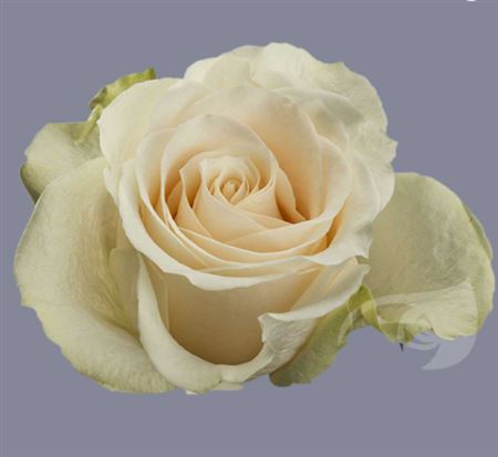 IMPORT Rose - Large Headed Cream Vendela - Bunch of 10 stems (£1.37)