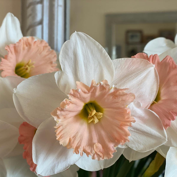 Daffodil Flamingo PINK 