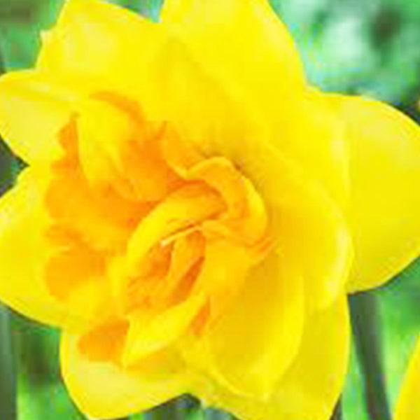 UK grown yellow double Daffodil Apotheose Lincolnshire wholesale sustainable spring flowers