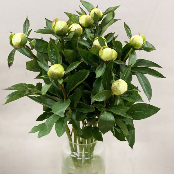 Peony - Duchesse De Nemours - White 50cm **Box Offer** 100 Stems