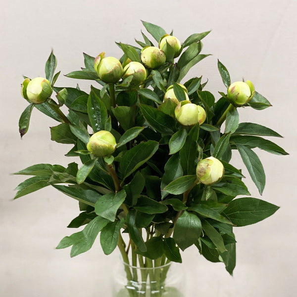 white wedding uk flowers wholesale