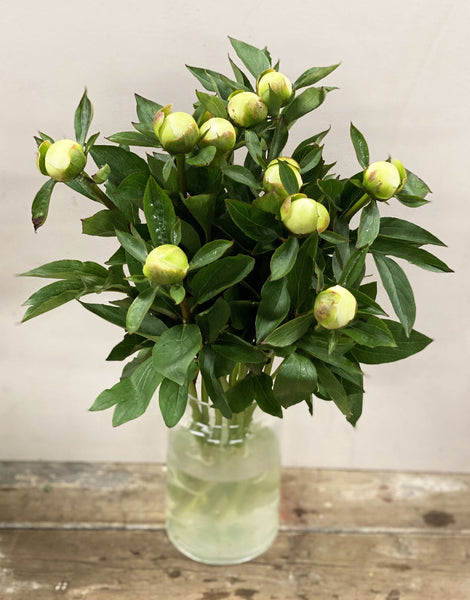 white uk peonies for florists