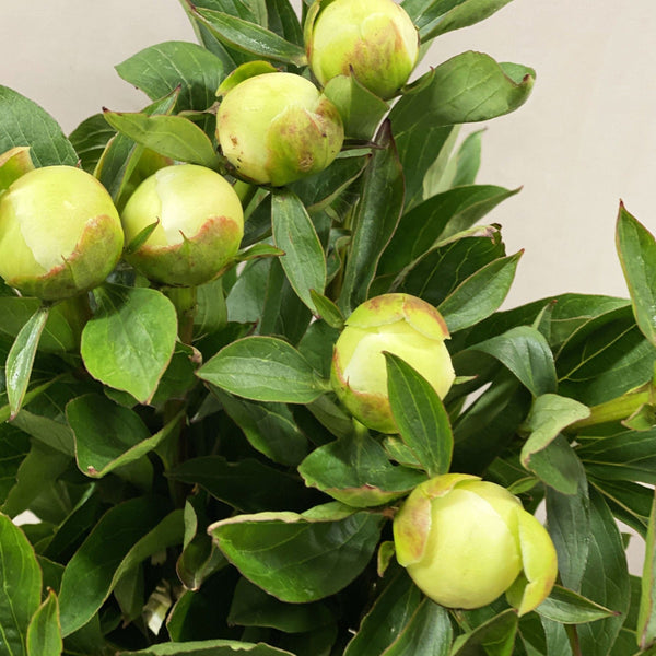 Peony - Duchesse De Nemours - White 50cm **Box Offer** 100 Stems