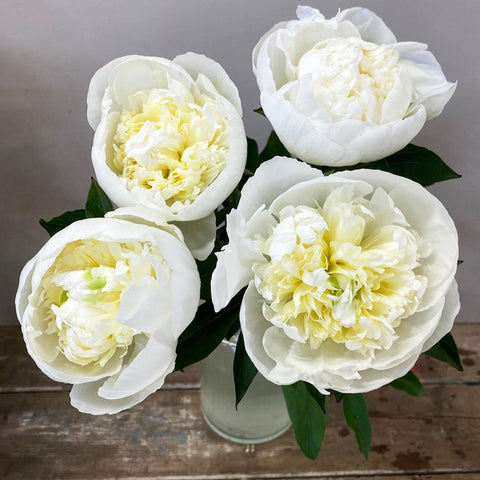 Peony - Duchesse De Nemours - White 50cm -10 Stems