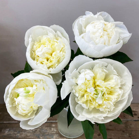 Peony - Duchesse De Nemours - White 50cm **Box Offer** 100 Stems