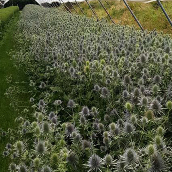 Eryngium 'Anita' 10 stems