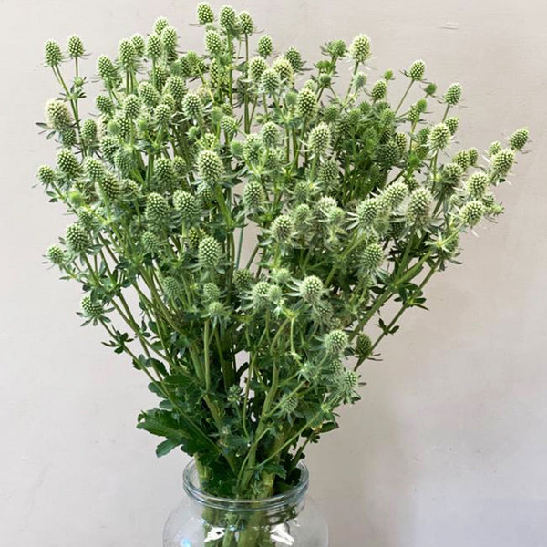 Eryngium - White Falls x  10 Stems