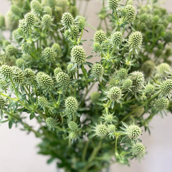 Eryngium - White Falls x  10 Stems