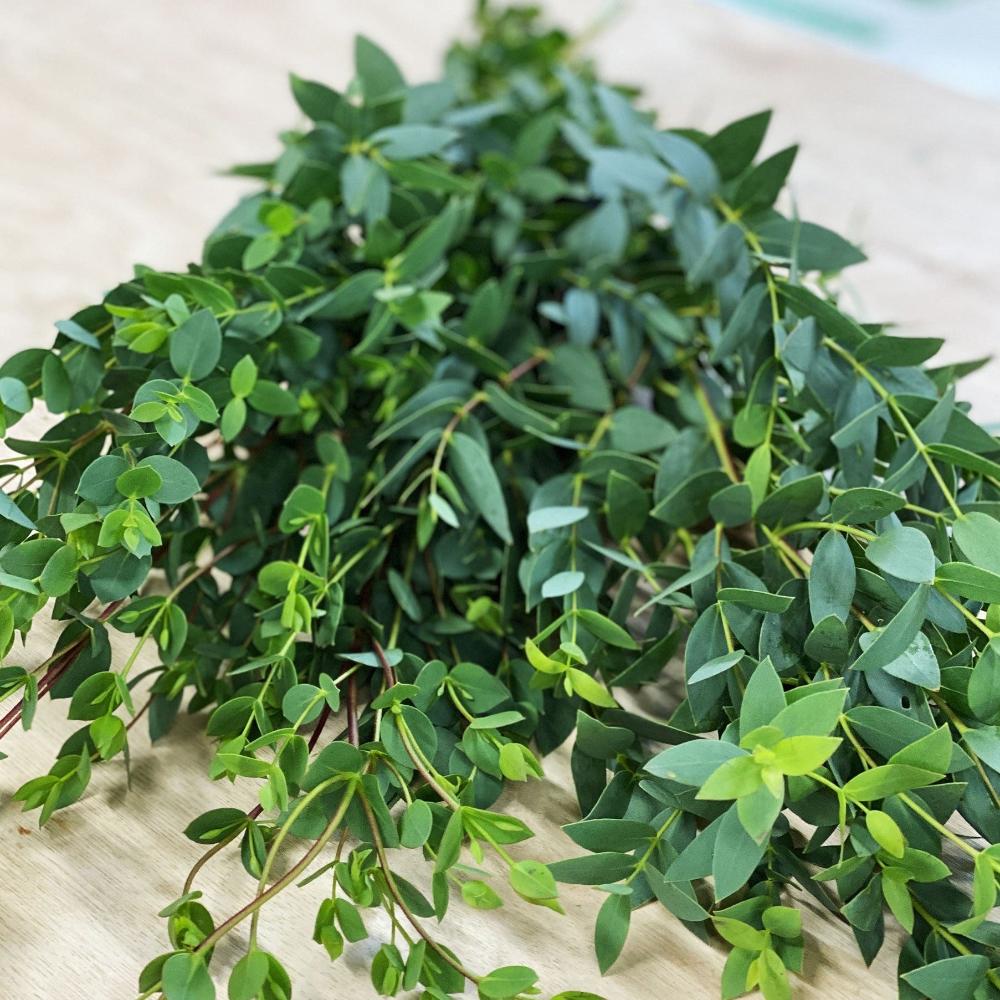 spalding for sale foliage UK