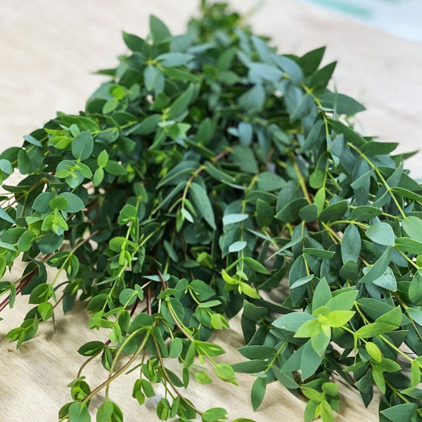Foliage - Cornish Eucalyptus Parvifolia **Box Offer** 150 Stems