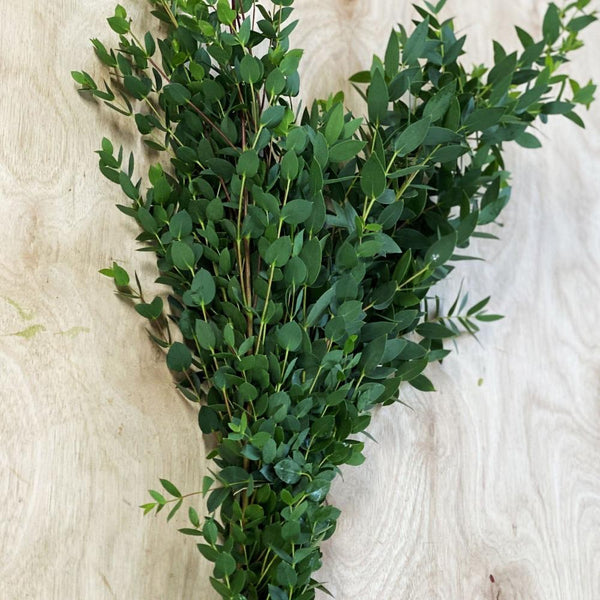 Foliage - Cornish Eucalyptus Parvifolia **Box Offer** 150 Stems