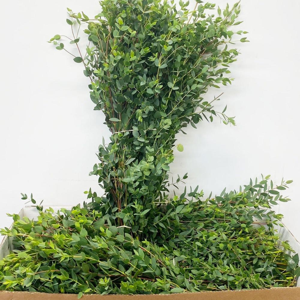 eucalyptus foliage