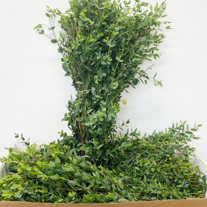 eucalyptus foliage