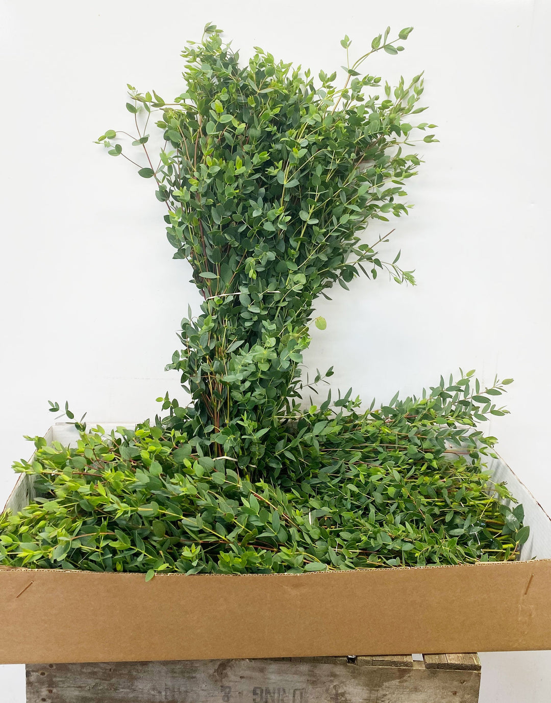 FOLIAGE - Eucalyptus - GREEN - Cornish Parvifolia 55-65cm - (8 stems or 15 stems Box Offer Inc. Delivery)