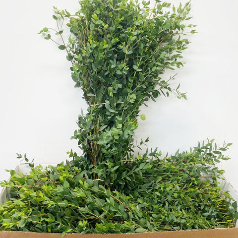 Foliage - Cornish Eucalyptus Parvifolia **Box Offer** 150 Stems