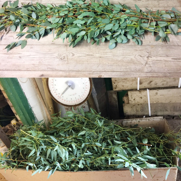 Eucalyptus - Ungraded - Box Offer