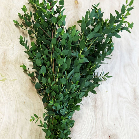 Foliage - Cornish Eucalyptus Parvifolia Bunch