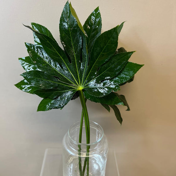 IMPORT - Fatsia leaves 50cm - Bunch of 10 stems