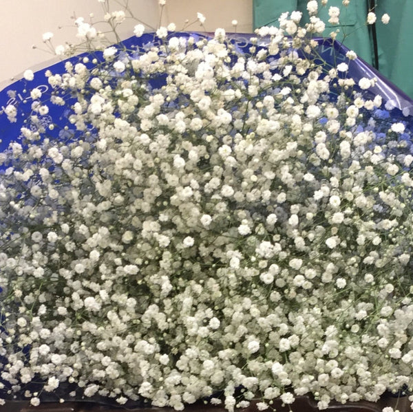 Gypsophila - White **Box Offer** 4 x Bundles