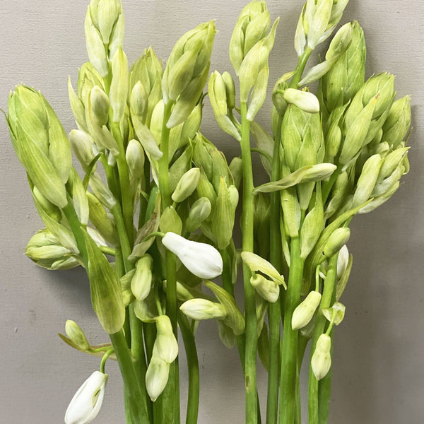 Galtonia - Summer Hyacinth Bunch of 10 stems **Limited Edition**