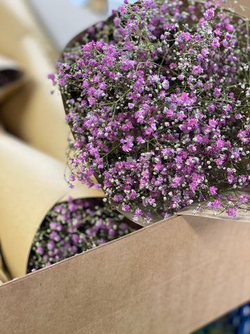 Dried Gypsophila Pink Bunch