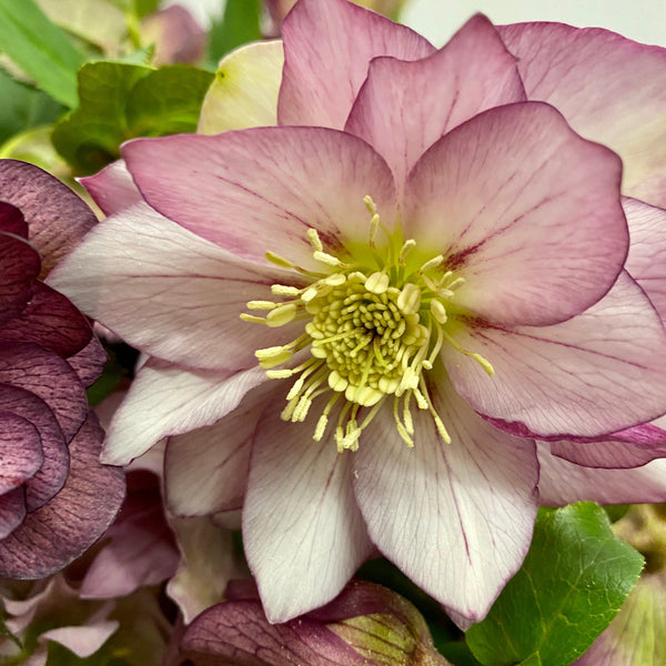 uk flowers online hellebore