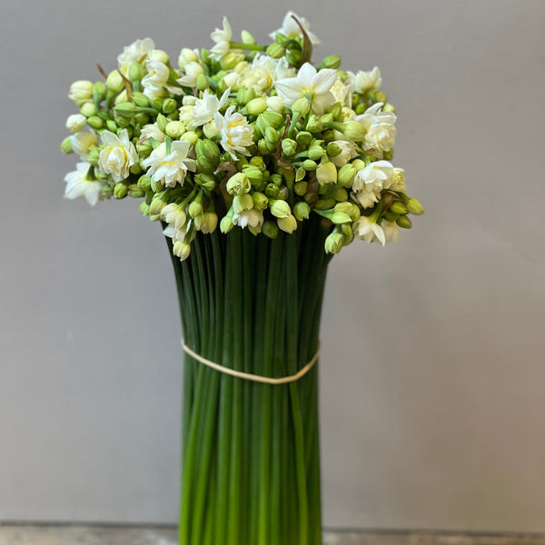 Narcissi - Isles of Scilly - Erlicheer - 50 stems 40-42cm