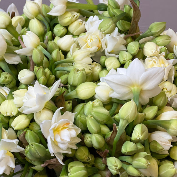 Narcissi - Isles of Scilly - Erlicheer - 50 stems 40-42cm