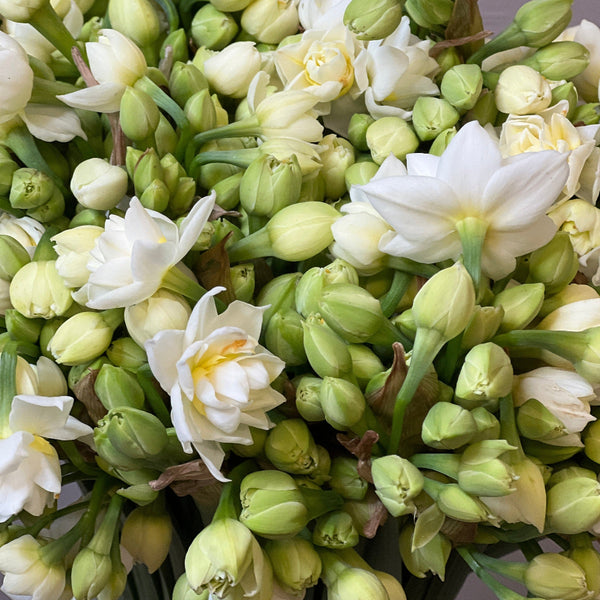 UK florist BLOOMS NARCISSI 