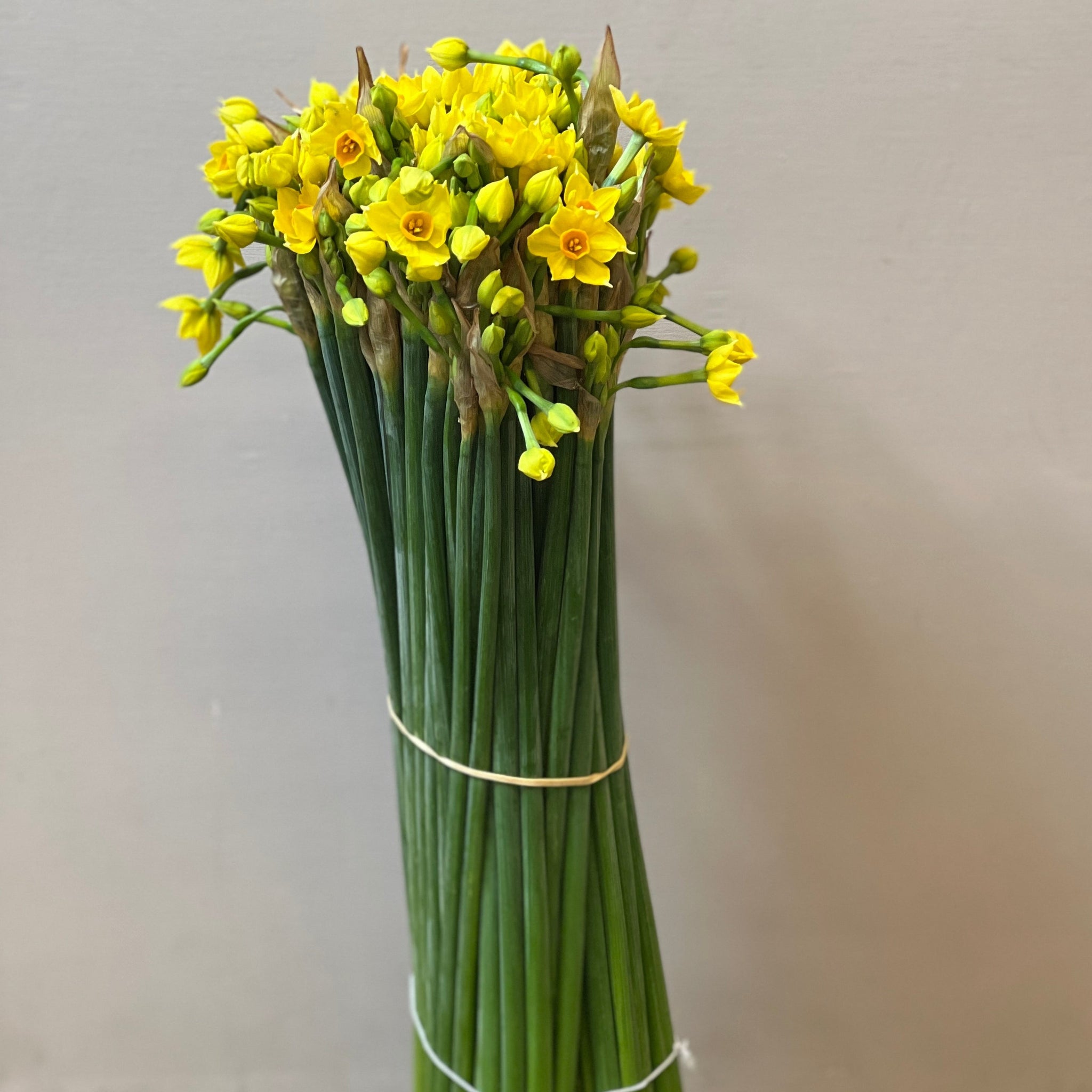Narcissi - Sol D'Or Bundle of 100