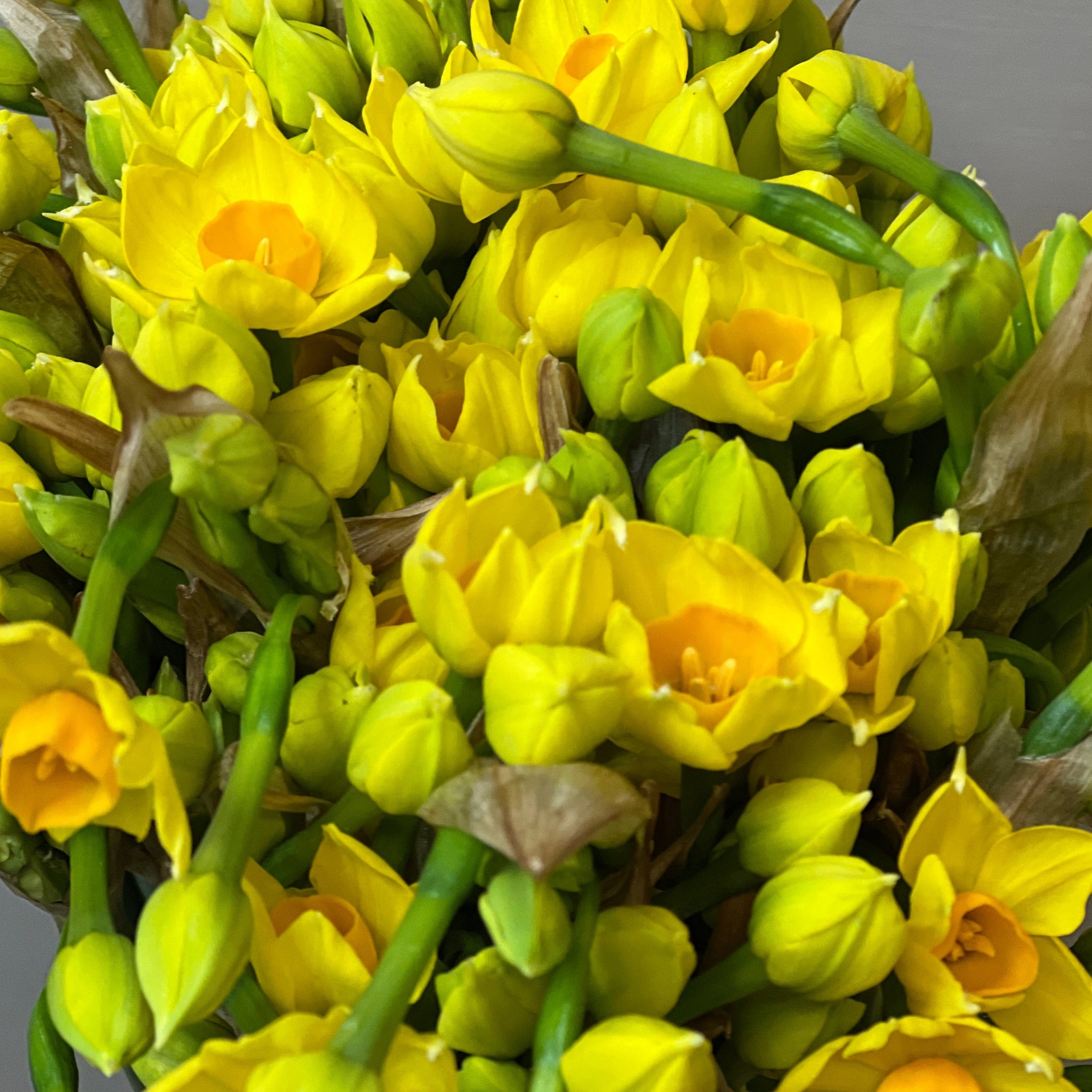 Narcissi - Isles of Scilly - Sol D'Or - 100 stems