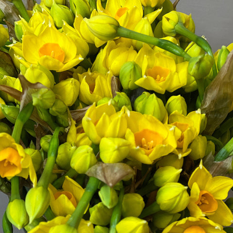 wholesale yellow daffodil