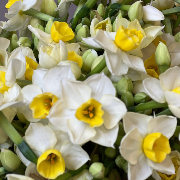 Narcissi Isle of Scilly - Scilly White bundle of 50 stems  40-42cm