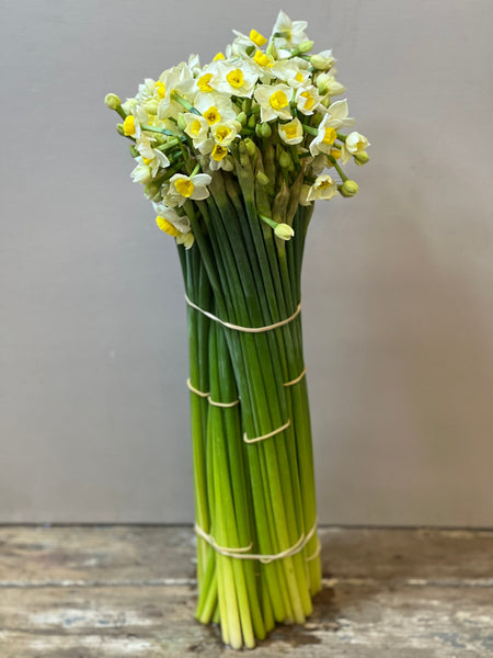 narcissi florist online