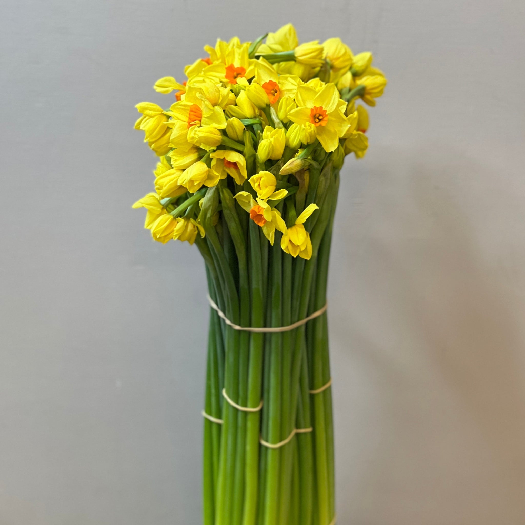 Narcissi Yellow Hugh Town - Bundle of 100 stems 40-42cm