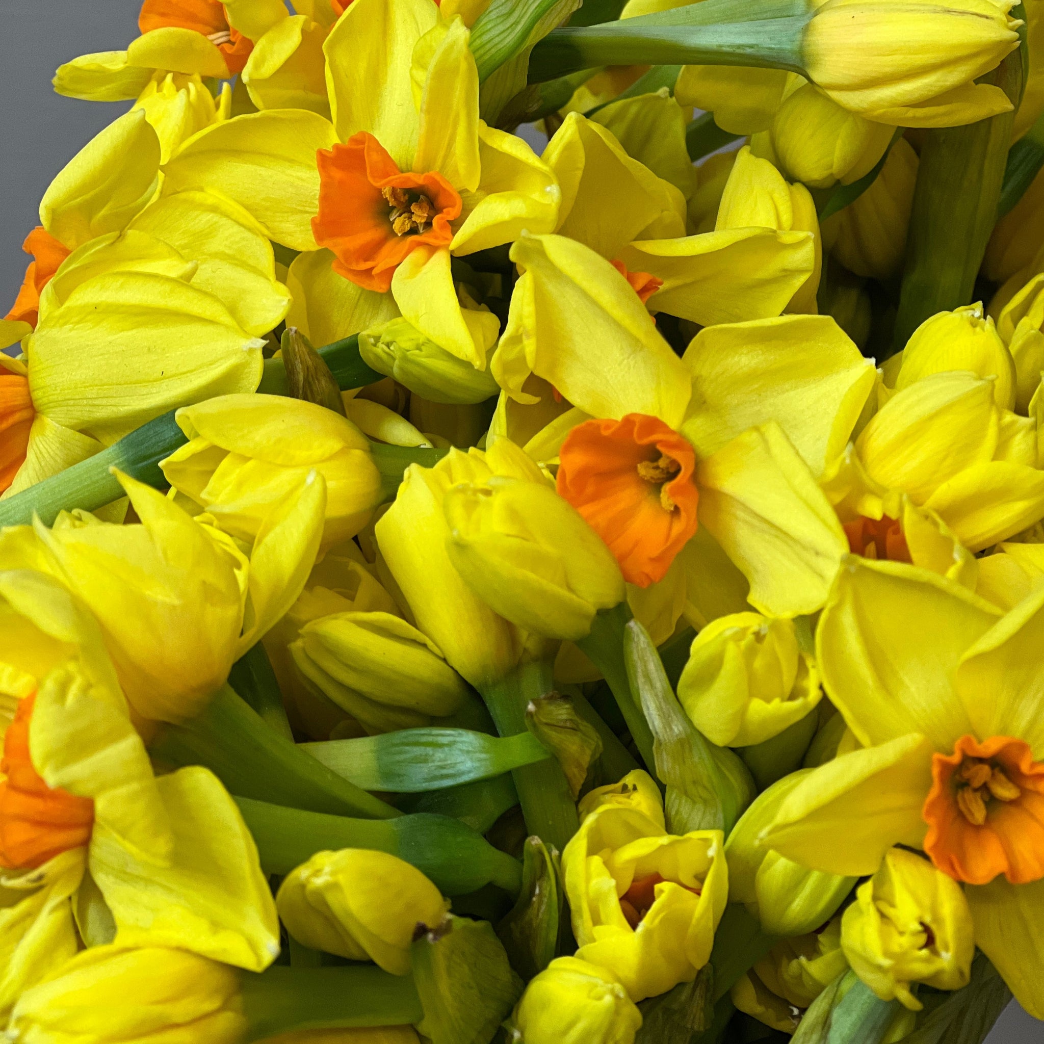 Narcissi Yellow Hugh Town - Bundle of 50 stems 40-42cm