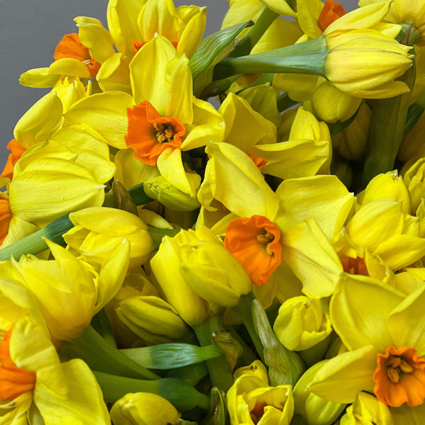 Narcissi Yellow Hugh Town - Bundle of 100 stems 40-42cm