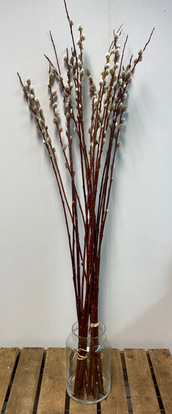 Willow - Pussy Straight 70-80cm Bunch of 20 stems