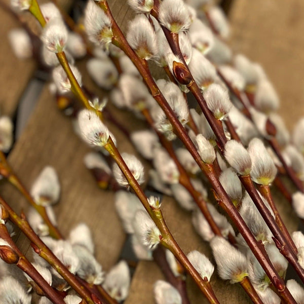 Mixed willow stems including pussy willow and wobbly willow, UK grown in Lincolnshire, wholesale bulk bundle