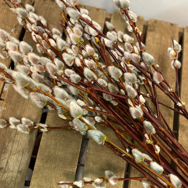 Sustainable Lincolnshire willow bundle, mixed pussy willow and wobbly willow, 100 stems for creative arrangements