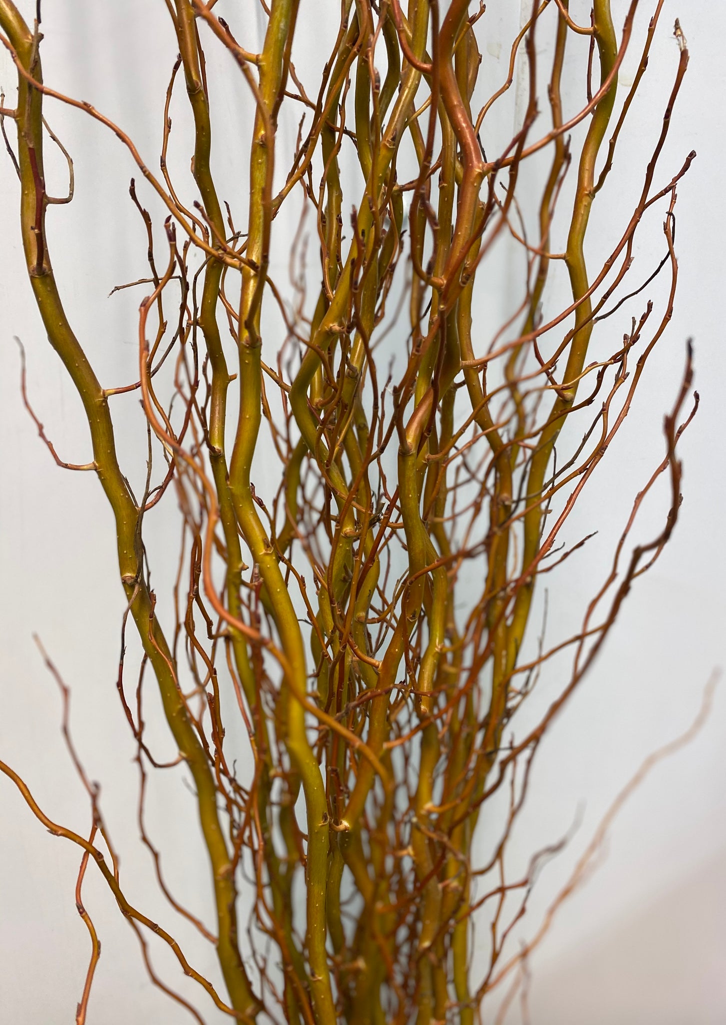 Willow - Wobbly 70-80cm Bundle of 10 stems