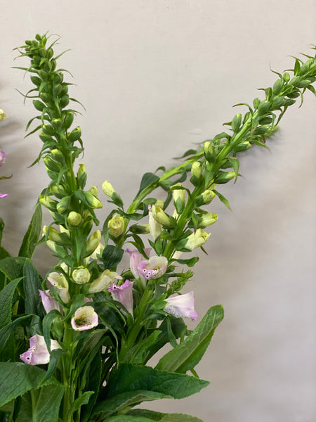 British Grown Foxgloves x 5 stems