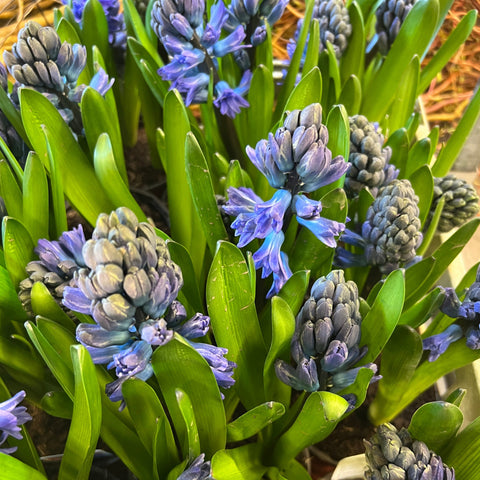 Hyacinth - ON THE BULB - Blue 6 Bulbs