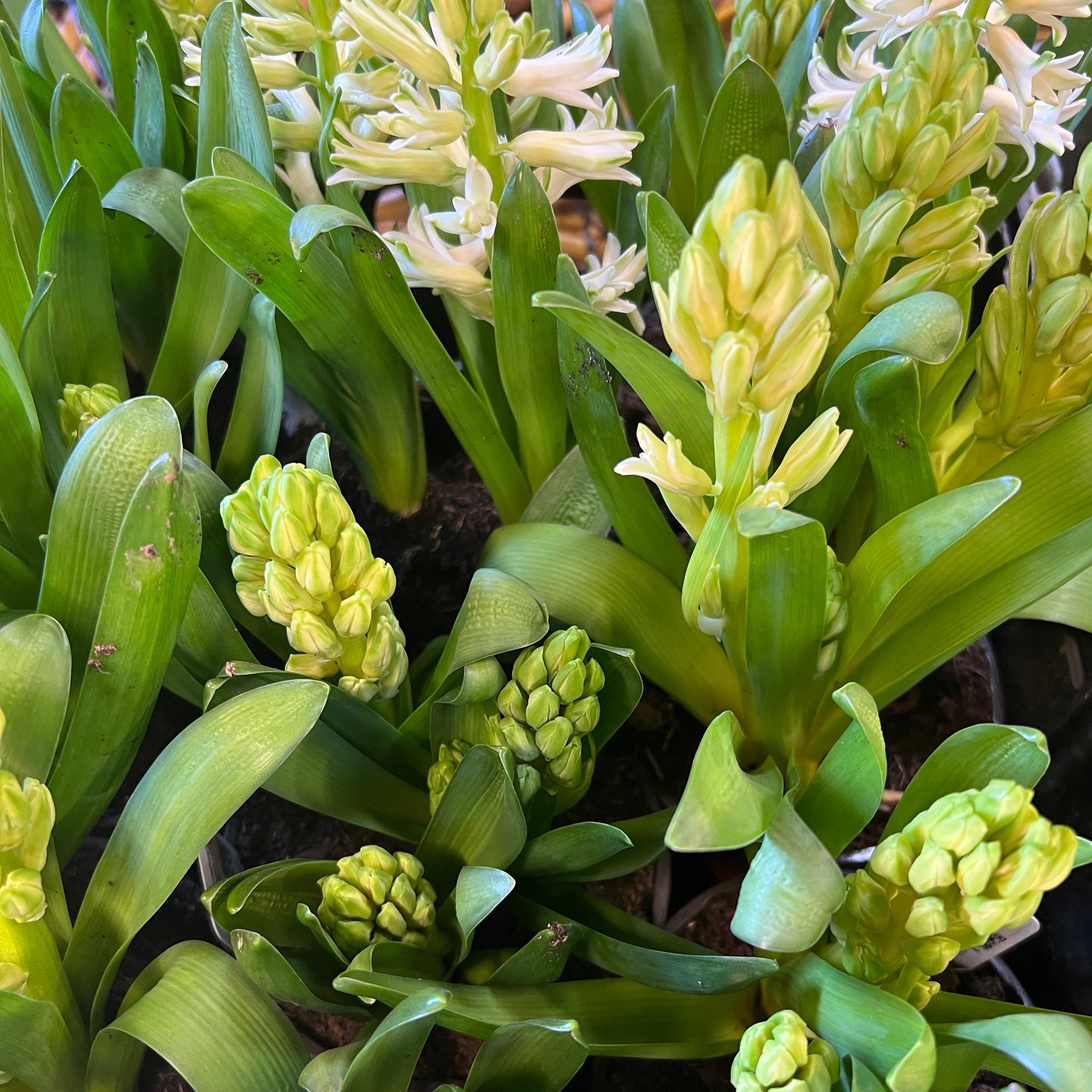 Hyacinth - ON THE BULB - White 6 Bulbs