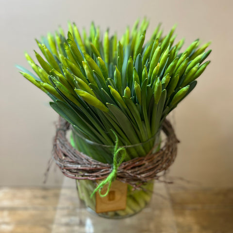Daffodil Indoor Forced w Leaf **BOX OFFER**50 Bunches