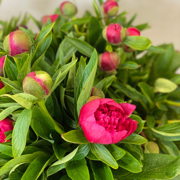uk flowers peony wholesale 