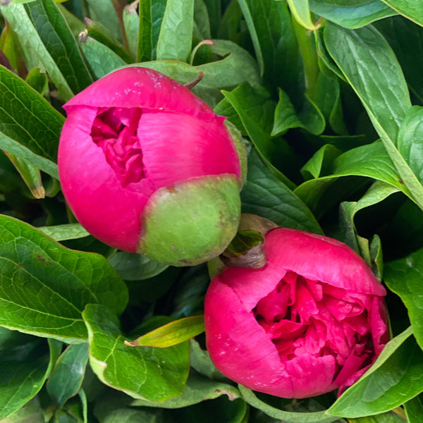 cerise peony wholesale UK florist
