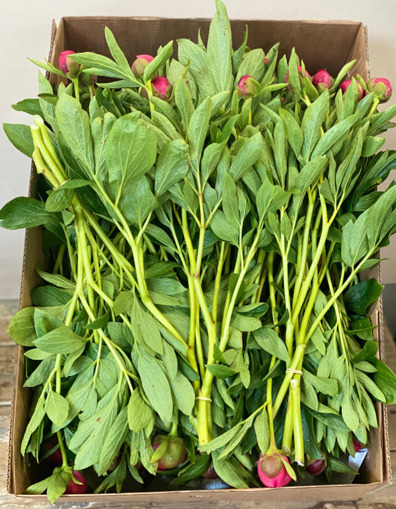 buy peony UK grown spalding offer