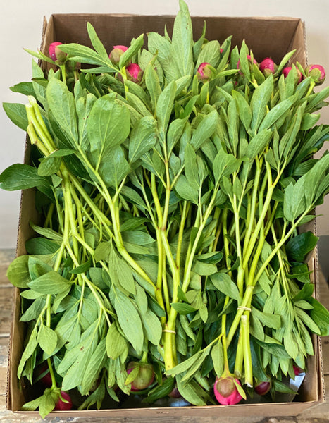 buy peony UK grown spalding offer